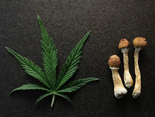 cannabis and mushrooms