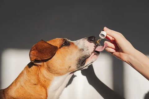 CBD oil for pets